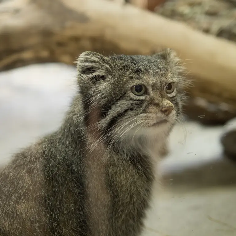 A photograph of Klyon in Ueno Zoological Gardens