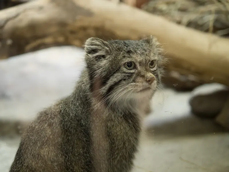 A photograph of Klyon in Ueno Zoological Gardens
