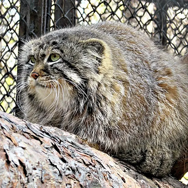 A photograph of a Pallas's cat in Novosibirsk Zoo