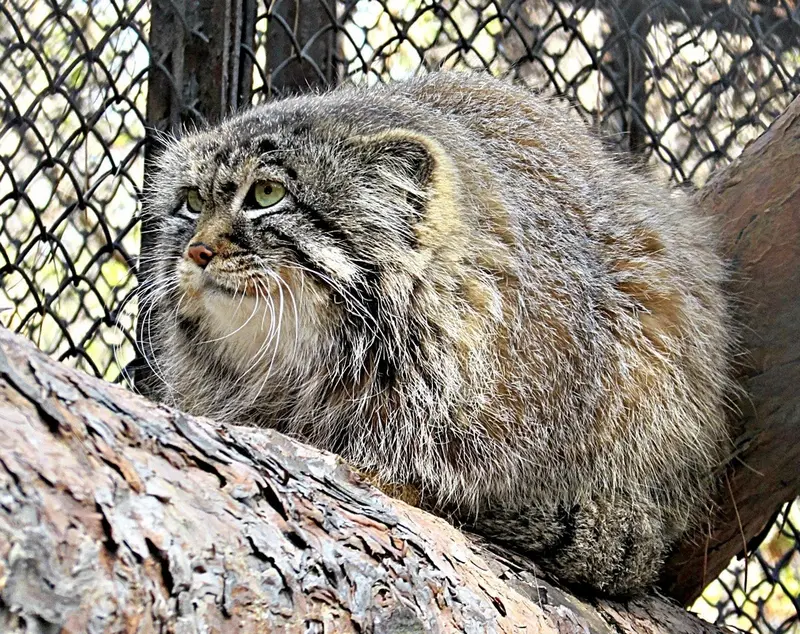 A photograph of a Pallas's cat in Novosibirsk Zoo