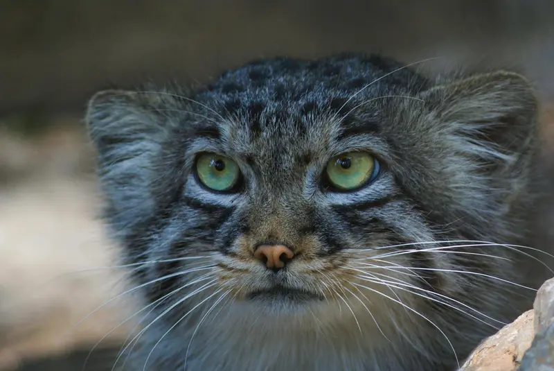 A photograph of Son of Erdene Ⅲ b.2016 in Košice Zoo