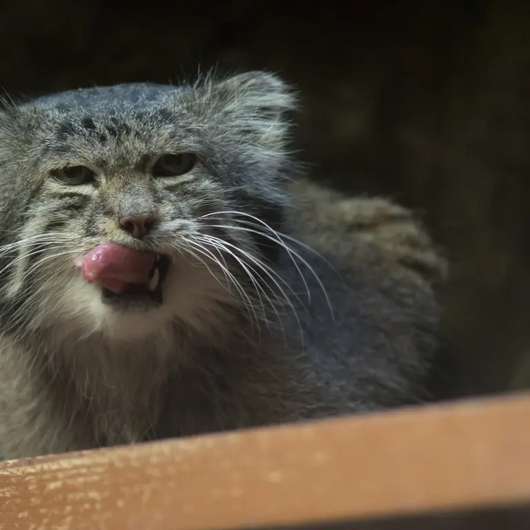 A photograph of Klyon in Ueno Zoological Gardens
