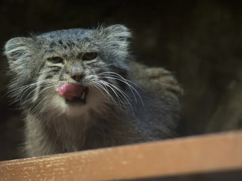 A photograph of Klyon in Ueno Zoological Gardens