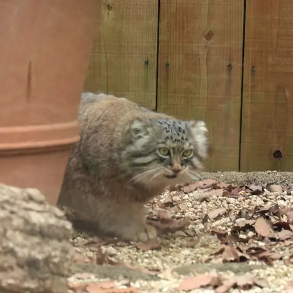 A photograph of a Pallas's cat in Saitama Children's Zoo