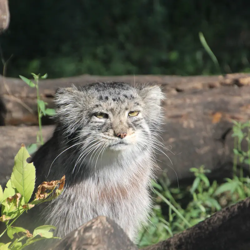 A photograph of Midas in Red River Zoo