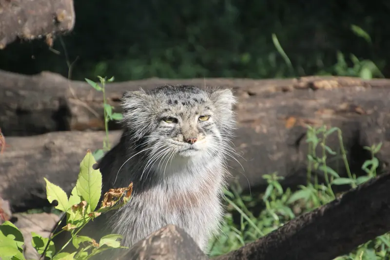 A photograph of Midas in Red River Zoo