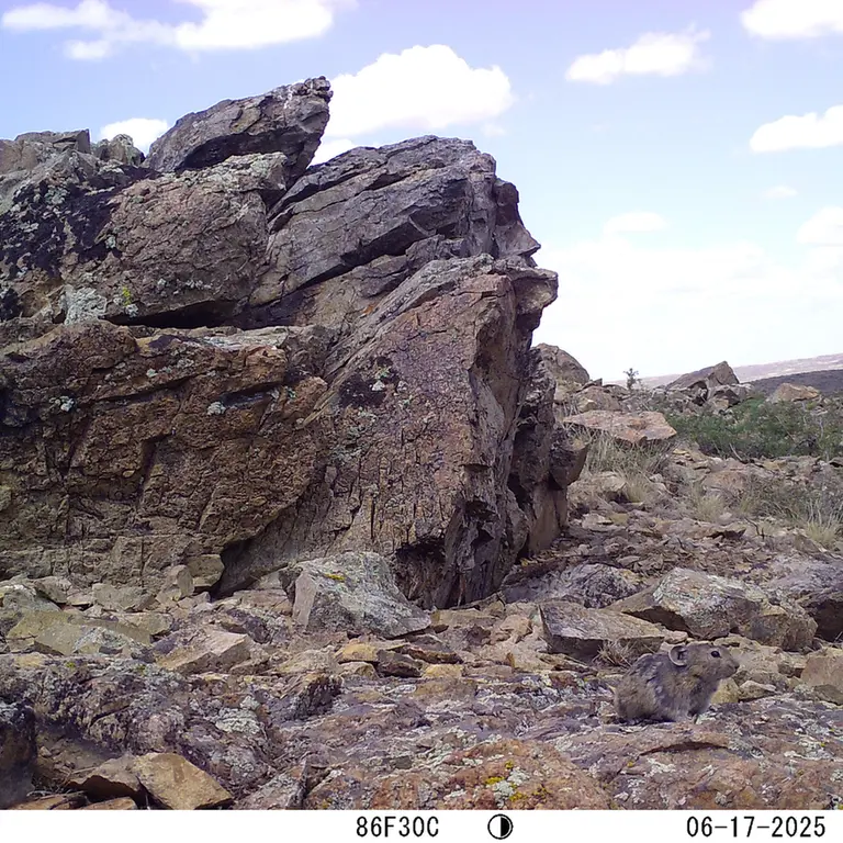 A photograph of Kazakh pika from Karashoky [new] camera trap