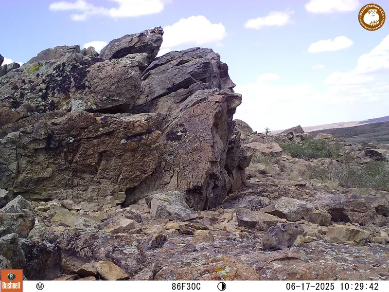 A photograph of Kazakh pika from Karashoky [new] camera trap