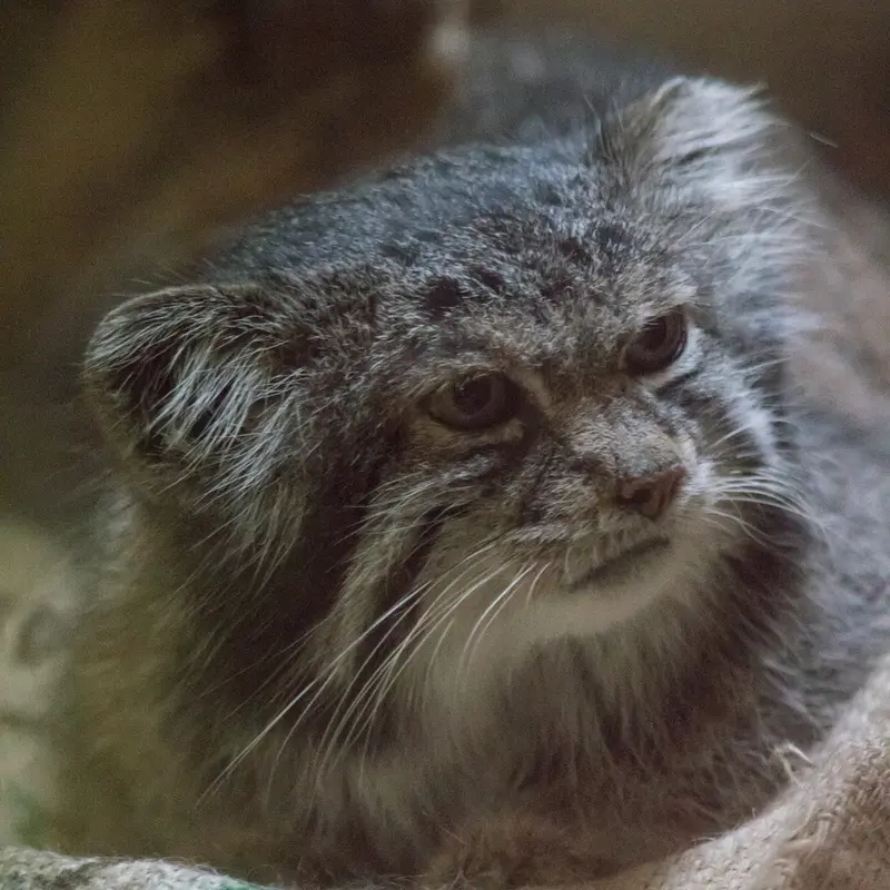 A photograph of Klyon in Ueno Zoological Gardens