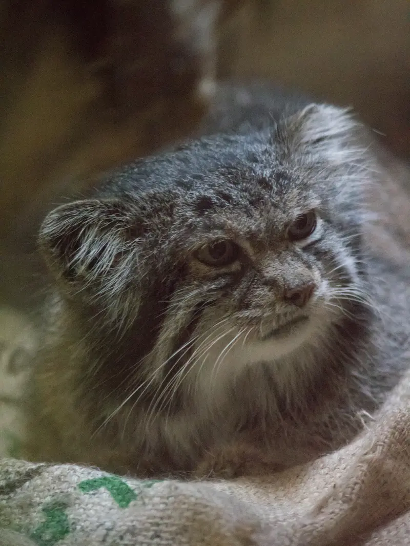 A photograph of Klyon in Ueno Zoological Gardens