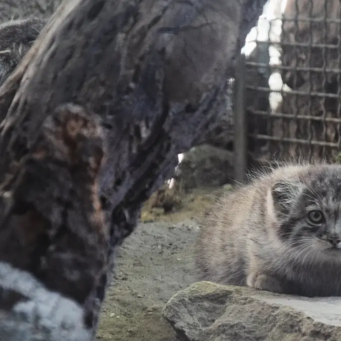 A photograph of Lucy and Kitten of Lucy b. 2026 Ⅰ in Budapest Zoo & Botanical Garden