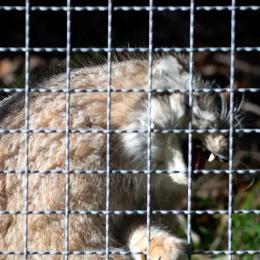 A photograph of Melissa in Lithuanian Zoo
