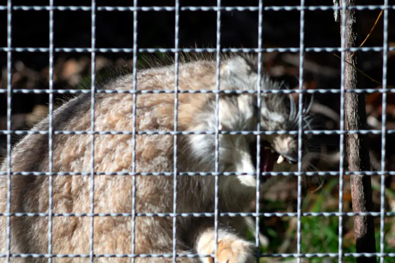 A photograph of Melissa in Lithuanian Zoo