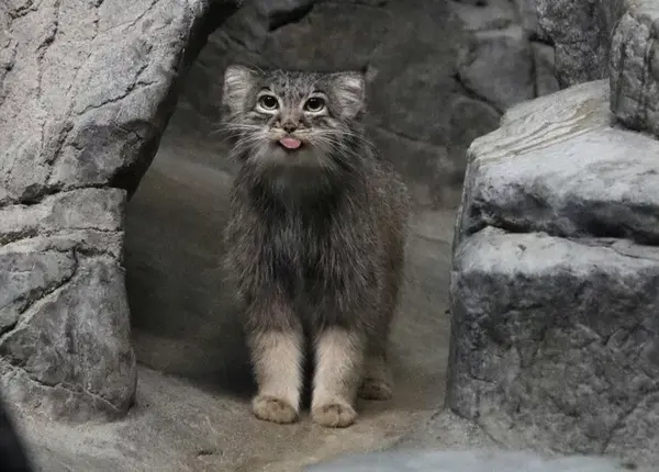 A photograph of a Pallas's cat