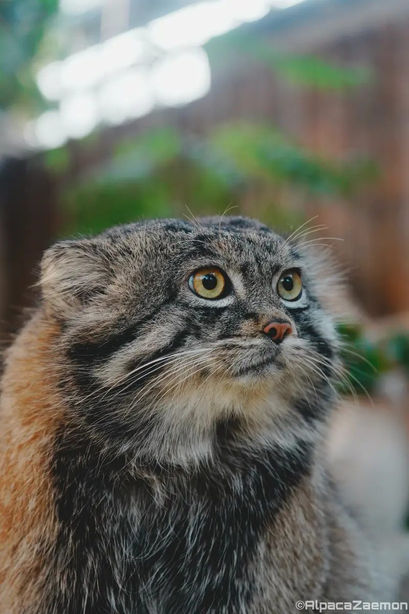 A photograph of Nar in Kobe Animal Kingdom