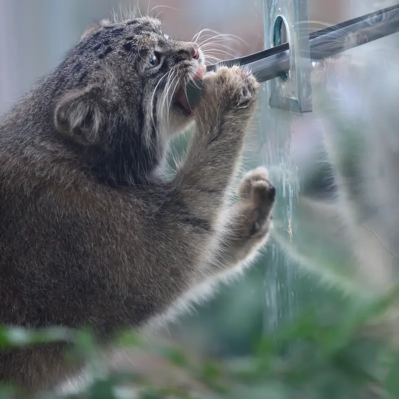 A photograph of Nar in Kobe Animal Kingdom