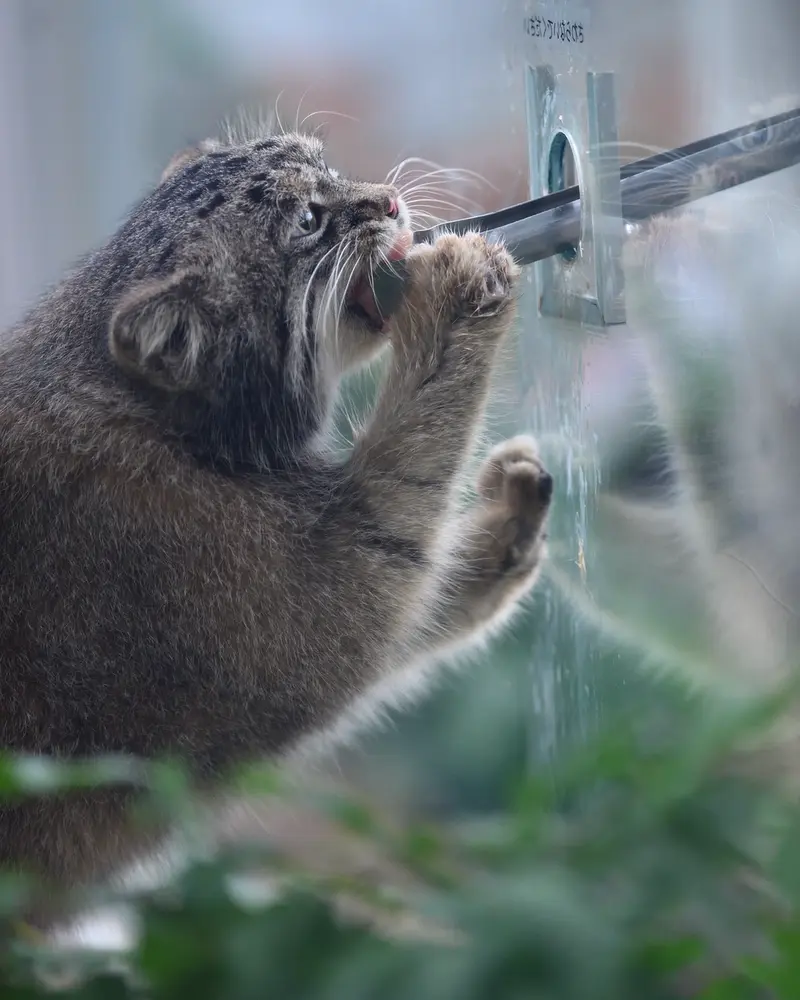A photograph of Nar in Kobe Animal Kingdom