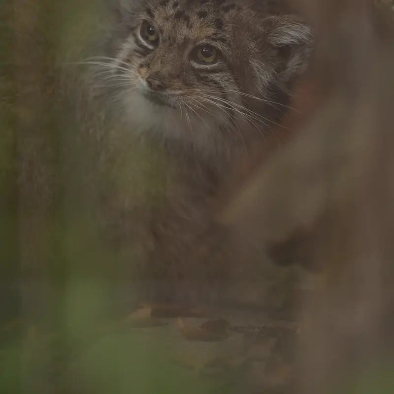 A photograph of Honey in Higashiyama Zoo and Botanical Gardens