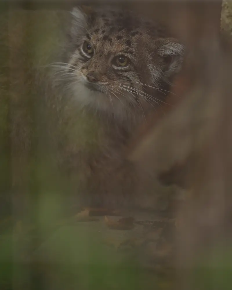 A photograph of Honey in Higashiyama Zoo and Botanical Gardens
