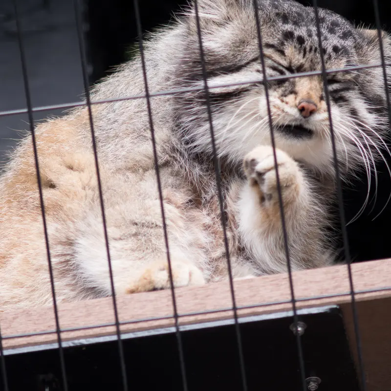 A photograph of Grusha in Asahiyama Zoo