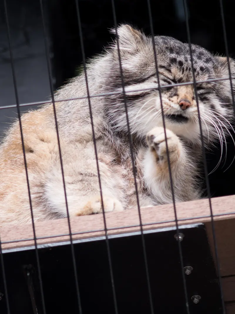 A photograph of Grusha in Asahiyama Zoo