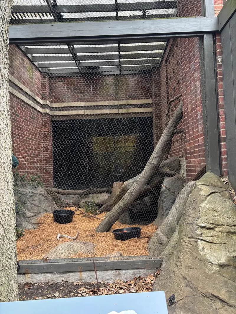 A photograph of a Pallas's cat