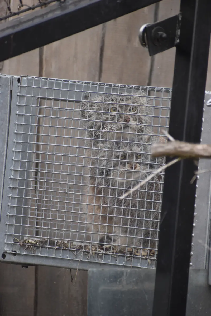A photograph of a Pallas's cat