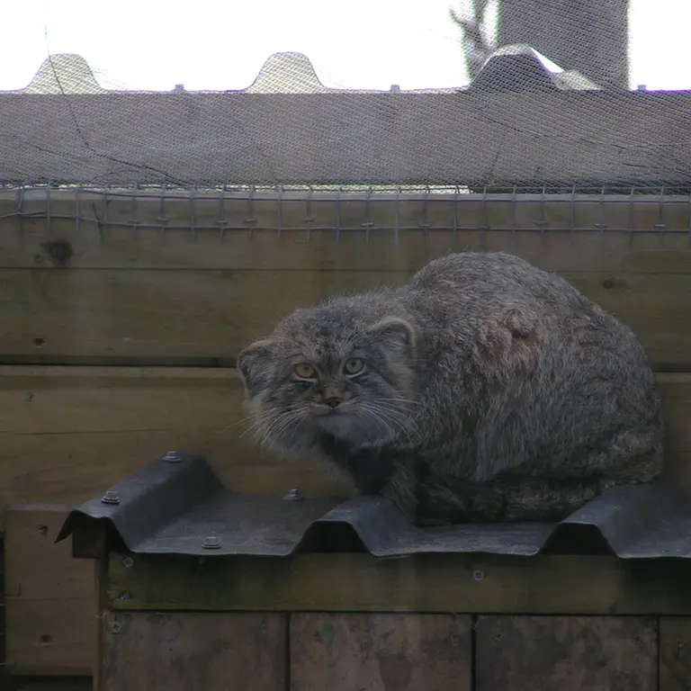 A photograph of Altai in The Lakeland Wildlife Oasis