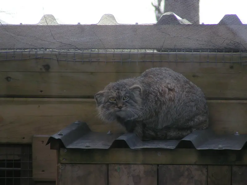 A photograph of Altai in The Lakeland Wildlife Oasis