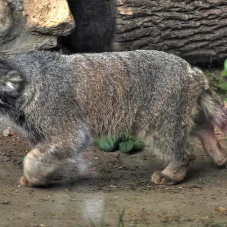 A photograph of Darlay in Moscow zoo