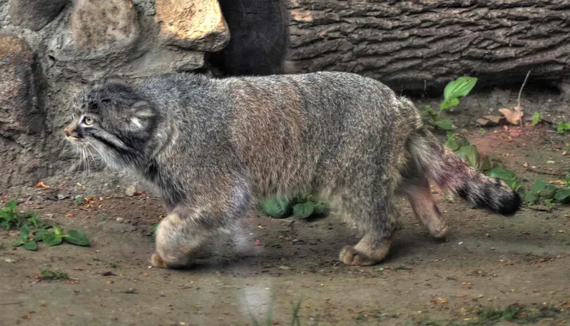 A photograph of Darlay in Moscow zoo