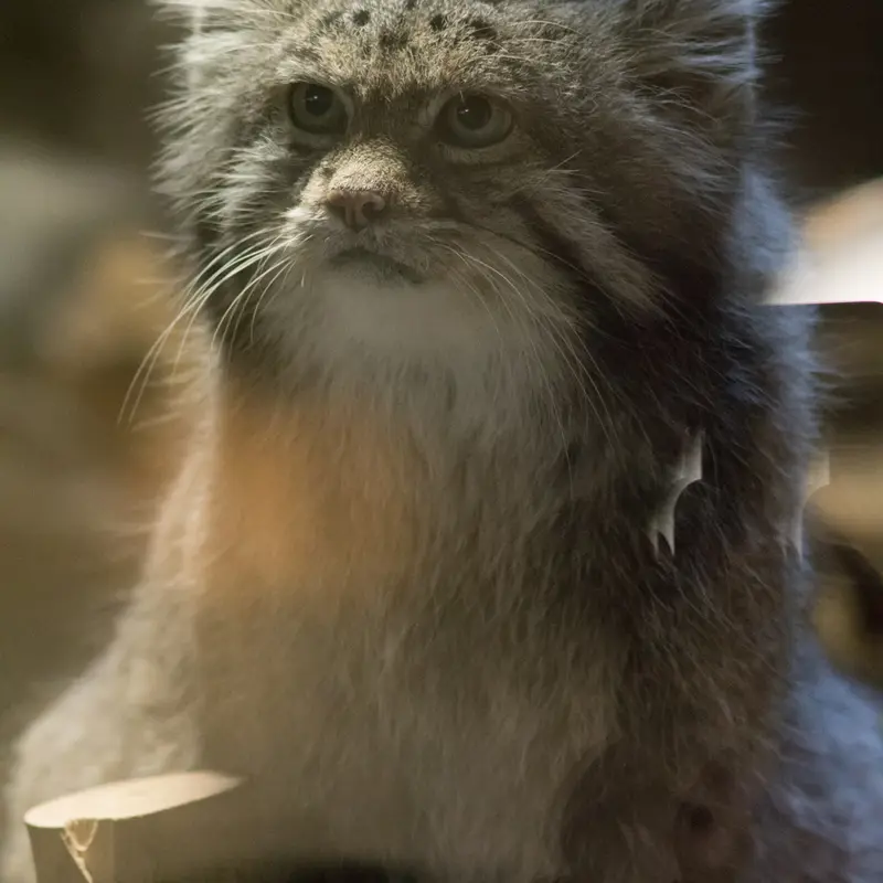 A photograph of Klyon in Ueno Zoological Gardens