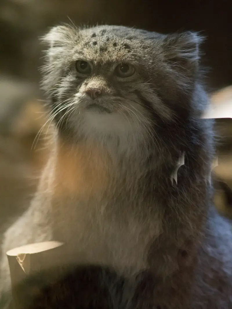 A photograph of Klyon in Ueno Zoological Gardens