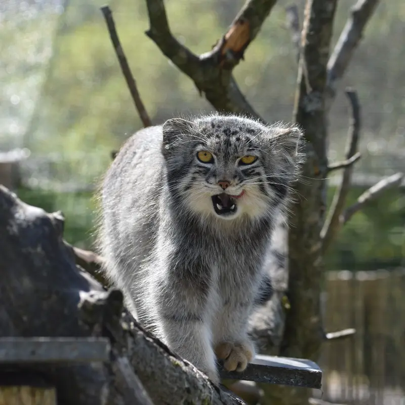 A photograph of Bat-Erdene in The Lakeland Wildlife Oasis