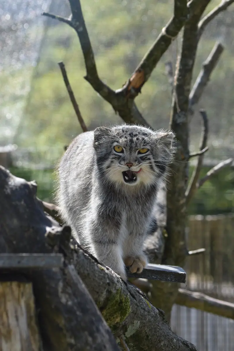 A photograph of Bat-Erdene in The Lakeland Wildlife Oasis