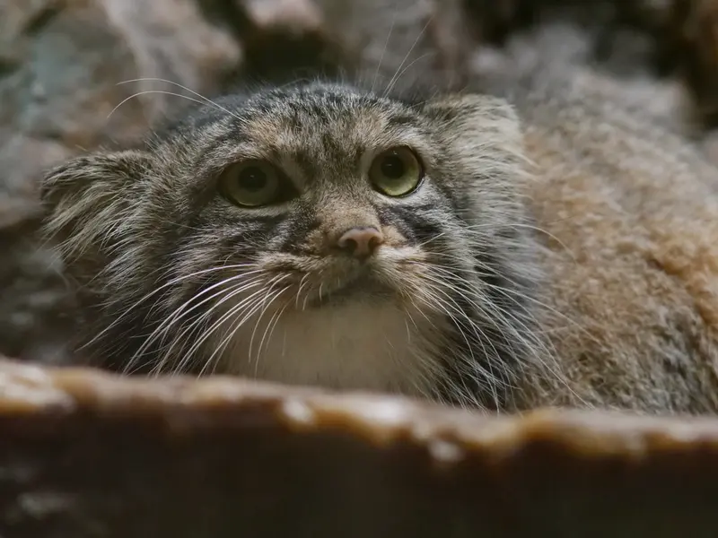 A photograph of Shafran in Ueno Zoological Gardens