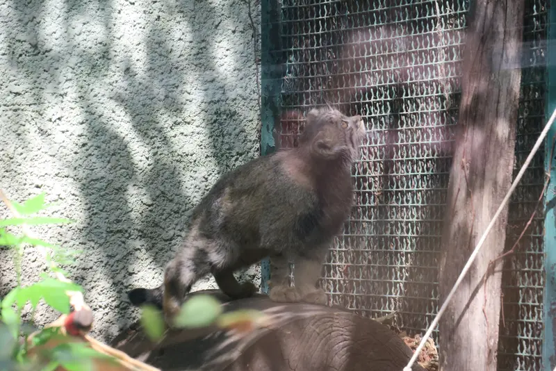 A photograph of Boris Ⅱ in Budapest Zoo & Botanical Garden