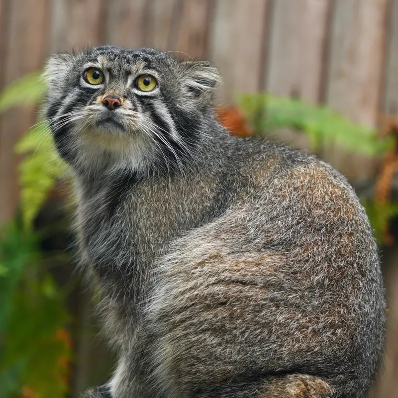 A photograph of Nar in Kobe Animal Kingdom