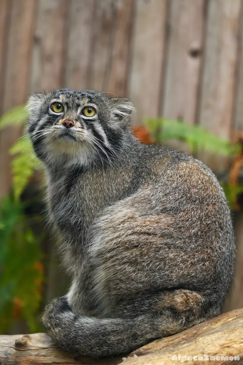 A photograph of Nar in Kobe Animal Kingdom