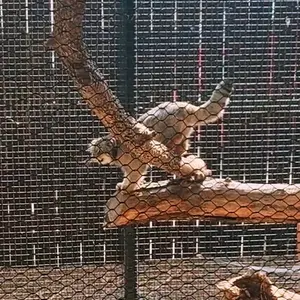 A photograph of Kaz in Great Plains Zoo