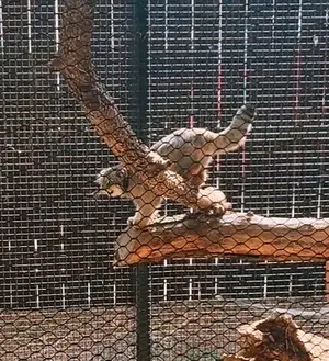 A photograph of Kaz in Great Plains Zoo