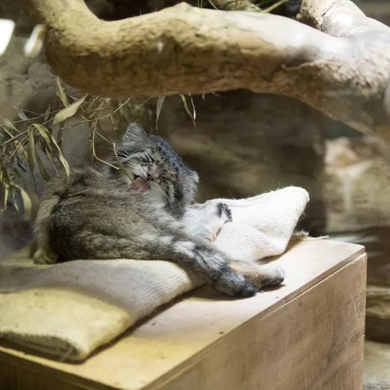 A photograph of Klyon in Ueno Zoological Gardens
