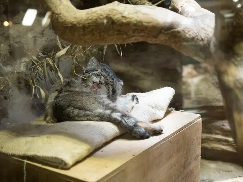A photograph of Klyon in Ueno Zoological Gardens