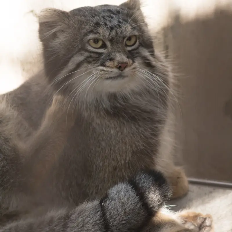 A photograph of Figa in Nogeyama Zoo