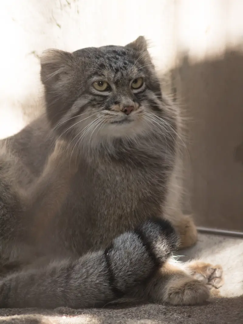 A photograph of Figa in Nogeyama Zoo