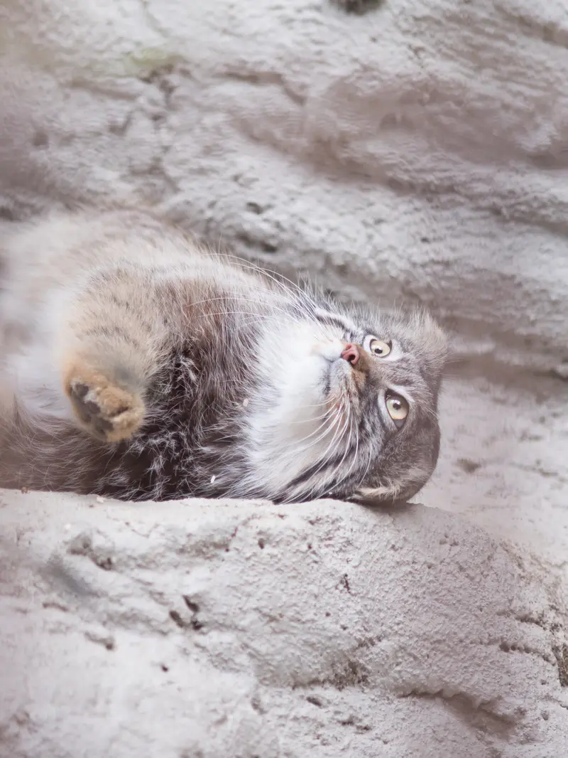 A photograph of Figa in Nogeyama Zoo