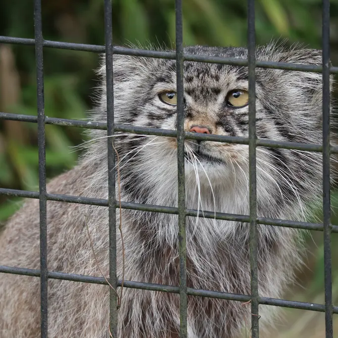 A photograph of Aldan in Zie-Zoo