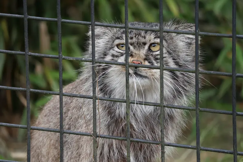 A photograph of Aldan in Zie-Zoo