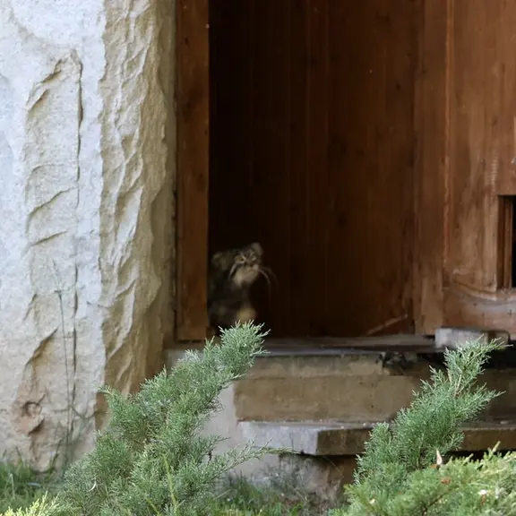 A photograph of a Pallas's cat in Moscow zoo