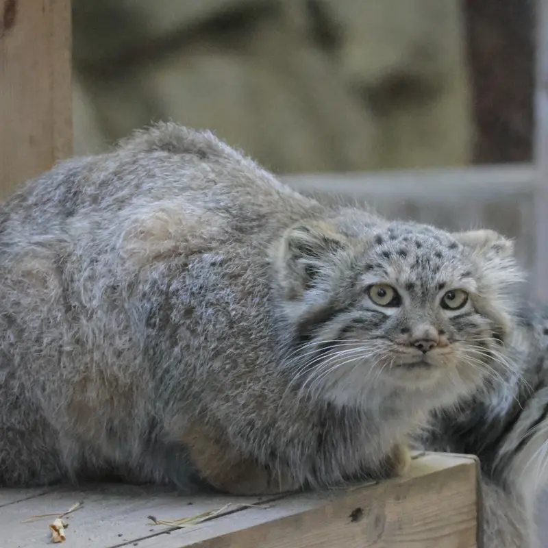 A photograph of Lolo and Daughter of Lolo b.2026 Ⅰ in Novosibirsk Zoo